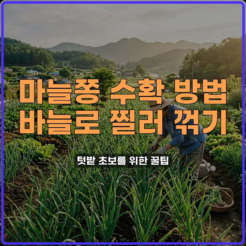 마늘쫑뽑기