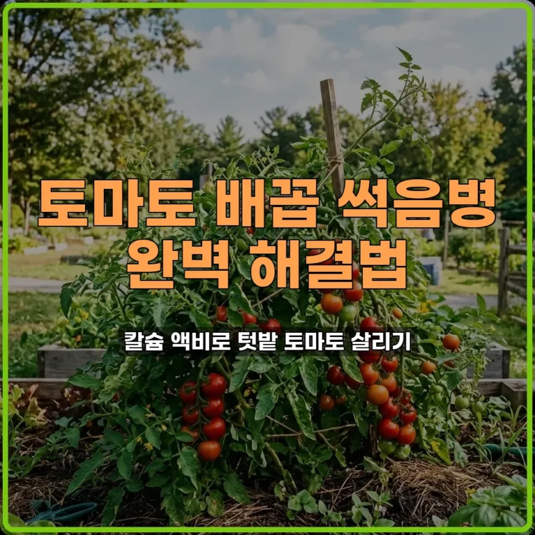 토마토 배꼽 썩음병 칼슘 액비 뿌려 해결