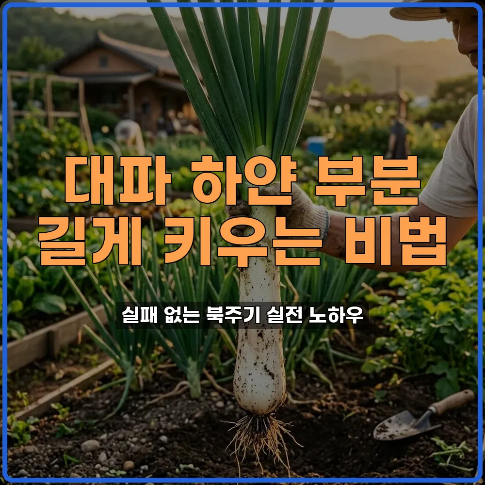 대파재배