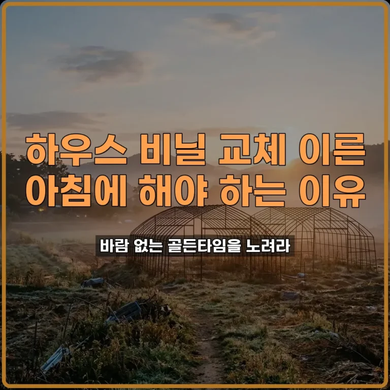 하우스 비닐 교체 바람 안 부는 이른 아침에 작업